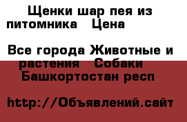 Щенки шар-пея из питомника › Цена ­ 15 000 - Все города Животные и растения » Собаки   . Башкортостан респ.